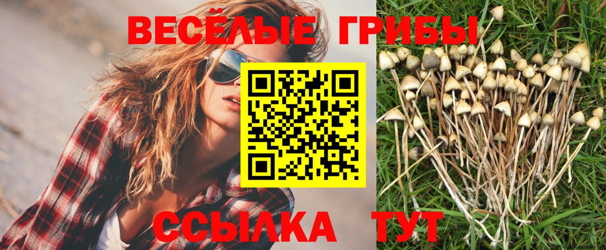 Псилоцибиновые грибы Psilocybe  Вход с VPN  Армавир 